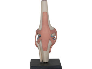 XR Medical Science <span class=keywords><strong>Tête</strong></span> humaine 4D, Genou humain standard pour l'anatomie - Product Image 5