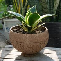 Pot Tanaman dari Kulit Kelapa Alami Ramah Lingkungan Eco2go Vietnam, Produk Terlaris dengan Logo Laser Terukir untuk Rumah & Taman