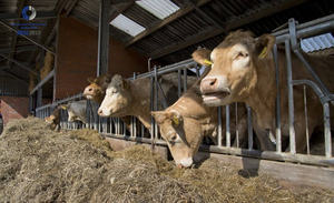 โรงเรือนเลี้ยงวัวนม ฟาร์มโคนมฟรีเซียน อุปกรณ์การเลี้ยงวัวนม อาคารโลหะ - Product Image 5