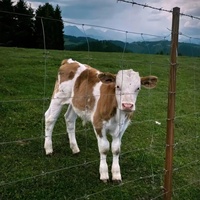 Clôture de Jardin Robuste pour Bétail et Moutons, Clôture de Champ Galvanisée et Revêtue de PVC de Haute Qualité pour Ranch et Ferme, Maille Uniforme, Montage Facile