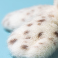 Jellycat Peluches Adorables : Peluches de phoque Galumphous, Jouets en Peluche Doux et de Haute Qualité, Parfaits pour un Cadeau d'Anniversaire