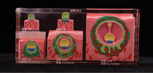 Modèle d'embryon 3D, outils d'enseignement de l'<span class=keywords><strong>embryologie</strong></span>, éducation médicale moderne, sciences médicales - Product Image 6