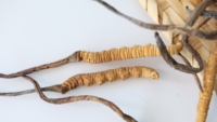 Extrait de Mycélium de Cordyceps Sinensis Sauvage Entier Séché en Gros, Poudre de Fleur de Champignon Longrich Militaris