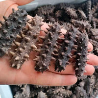 Meilleures ventes de fruits de mer frais de haute qualité naturels séchés au soleil Concombre de mer Apostichopus Japonicus Dragon de mer séché 1KG Emballage OEM