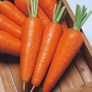 Premium Organic <b>Fresh</b> Carrot Farm Direct Supply Sweet Crunchy <b>Vegetable</b> High Vitamin a Cold Storage Vietnam Origin - Product Image 4
