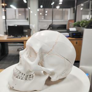 Modelo de <span class=keywords><strong>cráneo</strong></span> Digital etiquetado con sutura de hueso grande Natural DARHMMY con 3 piezas para ciencia médica - Product Image 5