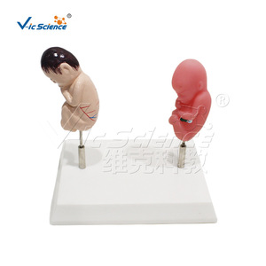 Modèle comparatif de fœtus sain en position couchée sur le ventre ; affichage des différences de développement fœtal ; outil éducatif pour - Product Image 5