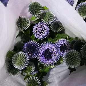 Flores frescas al por mayor cortadas <span class=keywords><strong>Echinops</strong></span> para decoración de flores de boda - Product Image 3