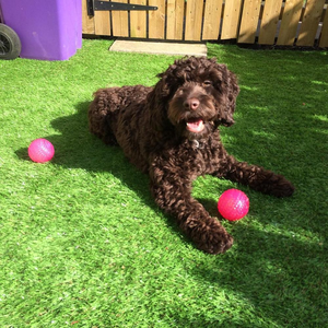 Alfombra de Césped Artificial para Perros - Césped Sintético para Albercas y Terrazas - Resistente al Agua y Antideslizante |   Qingdao Shanzhong - Product Image 4