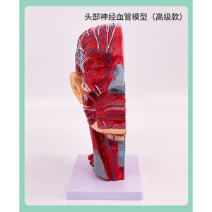 Human facial muscle, blood vessel and nerve anatomy model, sagittal section of the <b>head</b>, cosmetic, minimally invasive, medical - Product Image 4