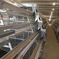Cage à poules pondeuses de type 3/4 niveaux, galvanisée à chaud, avec système d'alimentation automatique pour élevage avicole