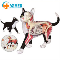 Ressources pédagogiques scientifiques médicales et biologiques pour enfants, jouets éducatifs, modèle anatomique de chat, matériel scolaire CE/ISO