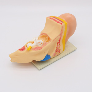 Modello Anatomico dell'Orecchio Umano in PVC Smontabile per Scienza Medica, Modello Didattico dell'Orecchio Ingrandito 3 Volte - Product Image 3
