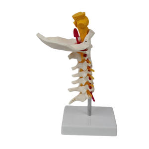 <span class=keywords><strong>Esqueleto</strong></span> de PVC de tamaño real, modelo de 7 vértebras cervicales con hueso occipital, tronco encefálico, nervios, vasos sanguíneos para ciencia médica - Product Image 4