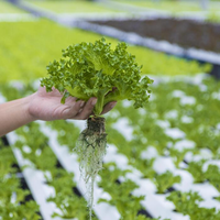 Système hydroponique automatique commercial en A, haute densité de plantation pour laitues, fraises, légumes-feuilles, usage domestique et agricole