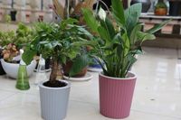 Pot de fleurs en plastique auto-arrosant écologique pour Pothos, grand réservoir d'eau, double pot pour jardin et usage domestique