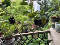 Boîte de propagation réutilisable pour l'assistance à l'enracinement des plantes, fournitures agricoles et de jardinage