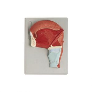 Cơ lưỡi 50110.03 - Product Image 1