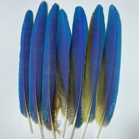 Plumes de faisan naturelles brutes pour la confection de costumes de carnaval, plumes de perroquet 20-50cm, bleues, pour coiffures, accessoires de tête, sacs à dos et danse