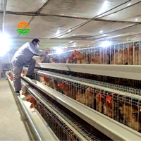 Cage automatique de type A pour volaille 96 oiseaux Système de cage de poulet à batterie 4 couches