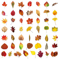Autocollants décoratifs personnalisés en PET transparents et imperméables, 50 pièces, motifs de dessins animés, feuilles d'automne, pour téléphones portables, cahiers