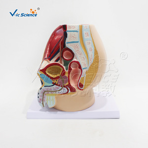 Modèle de simulation pédagogique de section sagittale de la cavité pelvienne masculine (système reproducteur et urinaire) ; modèle biologique - Product Image 4