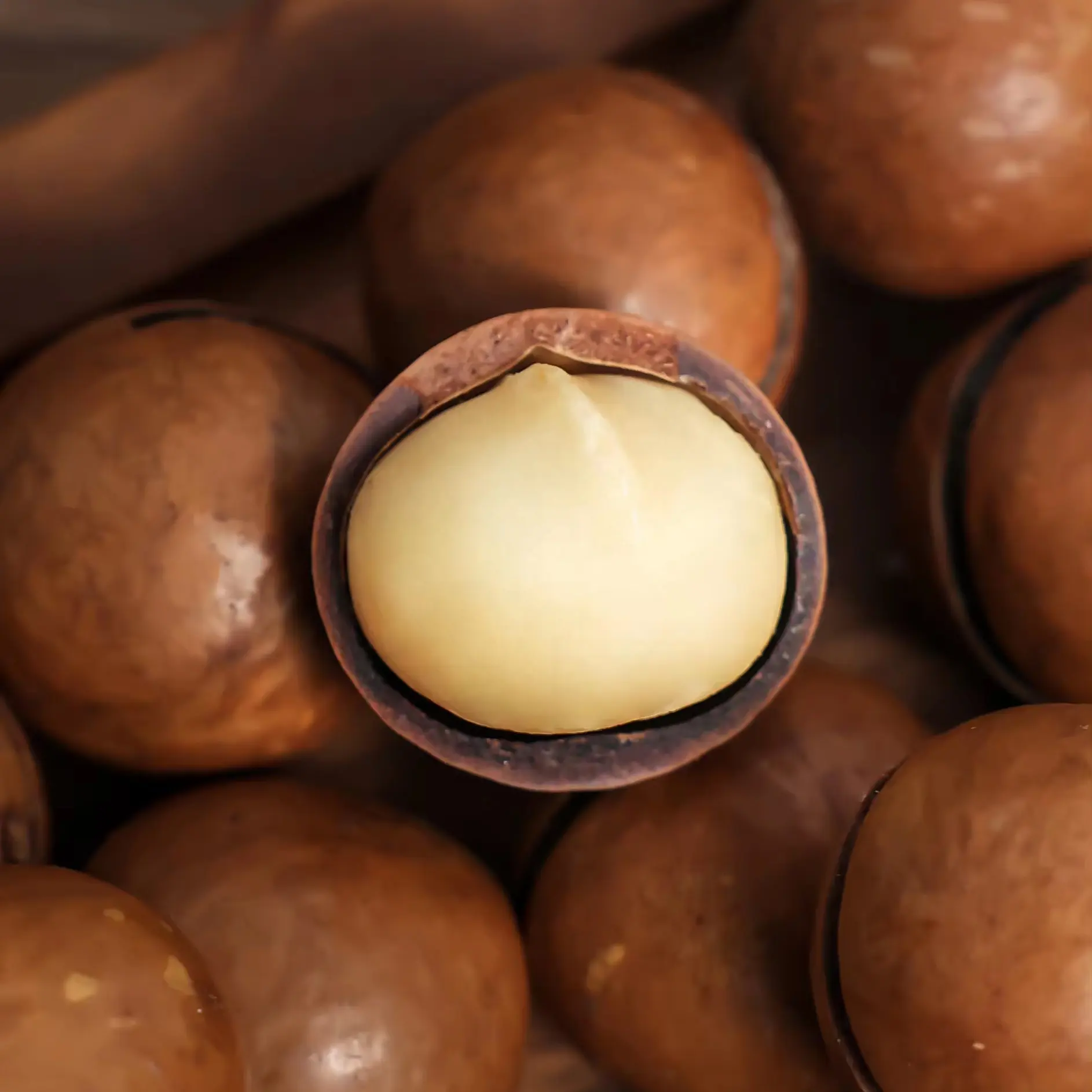 Rich nutrition delicious Wholesale prices of macadamia nuts for sale macadamia nuts