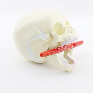 Mini Size Skull Anatomical Model Fetal Medical Science Human Infant Skull Model Anatomy Skull Model Human Body