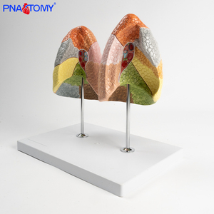 Juego de 2 piezas de segmentos de pulmón de colores, 10 segmentos cada uno para pulmones izquierdo y derecho, producto de ciencia médica - Product Image 3