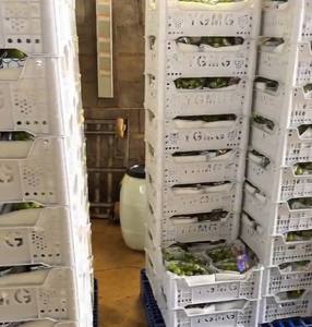 องุ่นมัสกัต เนื้อกรอบ ไม่มีเมล็ด หวานมากกว่า 16 ° เนื้อสดแบบนุ่ม สไตล์บริกซ์ วาเลว์ - Product Image 6