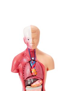 <b>Medical</b> <b>Science</b> 85 cm Tri-sex Trunk Teaching Model Human Anatomical Torso Model Human Torso Anatomical Model - Product Image 5