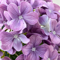 Bunga Hydrangea 3D Print Real Touch Multi Warna, Grosir untuk Dekorasi Pernikahan, Bunga Artifisial untuk Dekorasi Rumah dan Hotel, Rangkaian Bunga