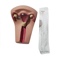 Simulateur de formation de l'iud d'enseignement médical avancé modèle d'anatomie humaine
