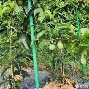 Poteau en fibre de verre résistant à la pultrusion, piquets économiques en fibre de verre pour le soutien des arbres fruitiers. - Product Image 5