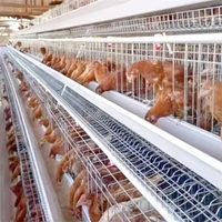 Cage à poules pondeuses galvanisée pour 1000 oiseaux, système d'élevage multi-niveaux en batterie pour fermes avicoles