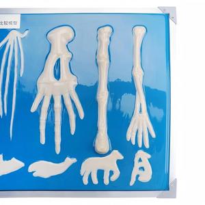 Modèle anatomique de comparaison des os des membres avant des vertébrés, <span class=keywords><strong>plaque</strong></span> de présentation de six types de squelettes de membres avant d'animaux - Product Image 2