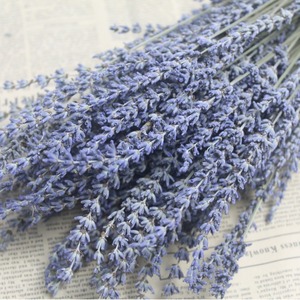 Fiori Secchi di Lavanda Viola per Decorazioni Matrimoniali e Domestiche, Fiori Preservati per Decorazioni Casa e Feste - Product Image 3