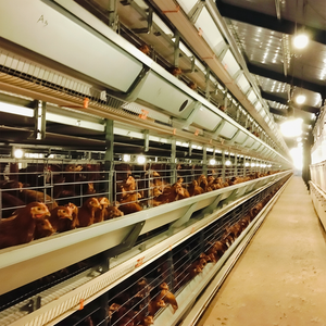 Equipo para aves de corral, equipo para cría de pollos, equipo para cría de aves de corral, equipo para cría de pollos - Product Image 1