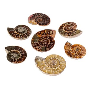 <span class=keywords><strong>New</strong></span> Arrival tự nhiên ammonite hóa thạch lát-Đánh bóng nguyên đá ốc xà cừ hóa thạch cho thanh lịch trang trí nội thất - Product Image 4