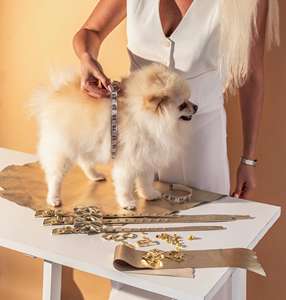 Arnés Azul Turquesa ITALIANA Con Cuero Italiano Dorado Regalo Perfecto Para Dueños De Perros Gamuza Genuina Y Herrajes Con Acabado Dorado - Product Image 6