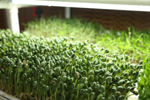 Petit abri en plastique pour culture hydroponique, plateaux de plantation de micro-légumes, support de culture vertical en PVC et système de culture de semis - Product Image 3