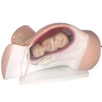 Simulador de entrenamiento para el parto, modelo de embarazo para la enseñanza, visualización de estudio