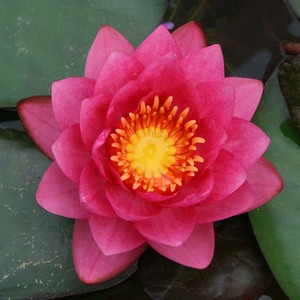 Pack Super Économique : Tuber de Nymphaea <span class=keywords><strong>James</strong></span> Brydon Hardy Water Lily et Panier Aquatique Pro - Product Image 6