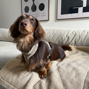 Produsen desain modis lembut mewah Sherpa disesuaikan dengan paduan Teddy Velvet dipersonalisasi <span class=keywords><strong>Harness</strong></span> anjing disesuaikan - Product Image 5