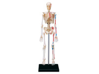 Modèle de dissection de squelette humain en PVC assemblé en 4D, 46 parties, pour l'enseignement et la formation médicale CE\ISO