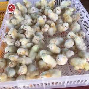 Tủ lồng ấp trứng - Product Image 4