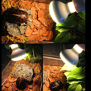 SHENGXIANG Produttori all'Ingrosso di Prodotti per Rettili Lampadine UVB al Mercurio per Tartarughe Anfibi e Draghi Barbuti - Product Image 3