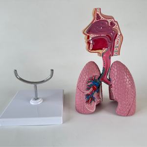 Modelo del Sistema Respiratorio Nasal y de Garganta Humano, Modelo de Anatomía Bronquial - Product Image 2