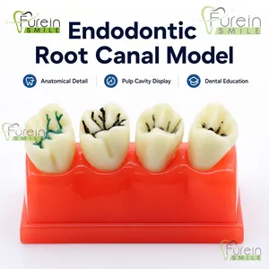 แบบจำลองการสอนการซีลรอยแตกในฟันแบบโปร่งใส 2X สำหรับสาธิตฟันผุพร้อมฟันที่ซีลและบูรณะแล้วเพื่อการศึกษาทางทันตกรรม - Product Image 2