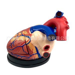 Modelo de Corazón Humano con Aumento de 3x y Ultrasonido Doppler Color en Modo B - Modelo de Enseñanza de Anatomía Cardíaca para Medicina y Cardiología - Product Image 3